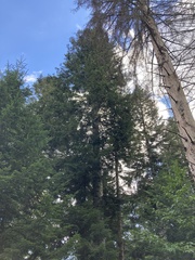 Abies alba