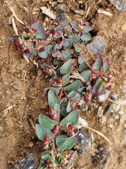 Euphorbia vermiculata