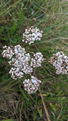 Achillea millefolium