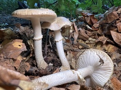 Amanita franchetii
