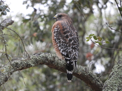 Buteo lineatus elegans