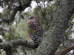 Buteo lineatus elegans