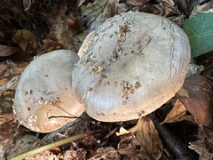 Amanita franchetii