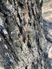 Ululodes quadripunctatus