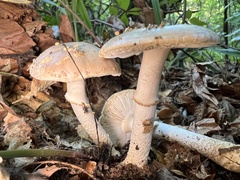 Amanita franchetii