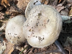 Amanita franchetii