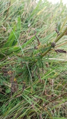 Achillea millefolium