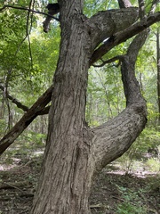 Acer nigrum