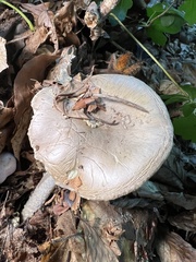 Amanita franchetii