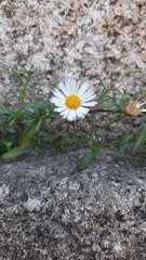 Erigeron karvinskianus