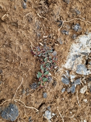 Euphorbia vermiculata