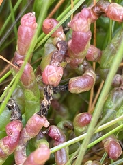 Salicornia
