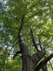 Acer nigrum