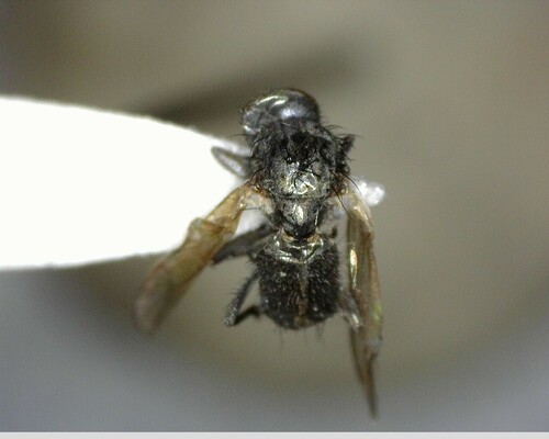 iNaturalist observation photo of Flies