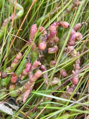 Salicornia