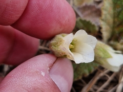 Hermannia geniculata
