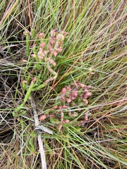 Salicornia