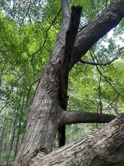 Acer nigrum