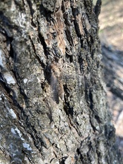 Ululodes quadripunctatus