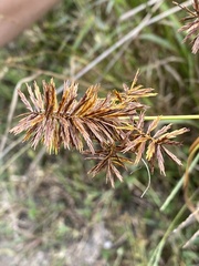 Cyperus strigosus