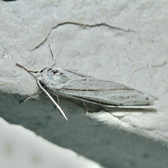 Coscinia
