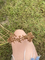 Anthephora pubescens