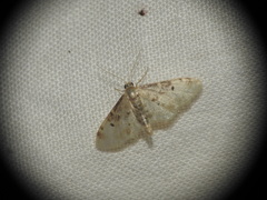 Idaea filicata