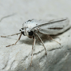 Coscinia