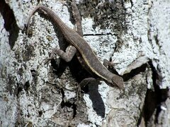 Sceloporus chrysostictus