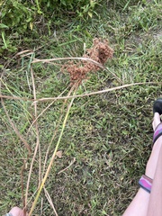 Anthephora pubescens