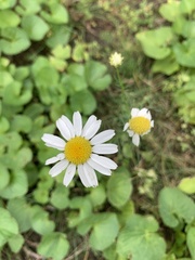 Tripleurospermum inodorum