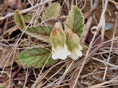 Hermannia geniculata