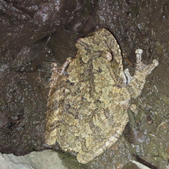 Chiromantis xerampelina