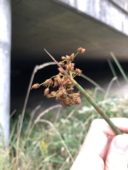 Schoenoplectus tabernaemontani