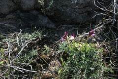 Anacamptis papilionacea