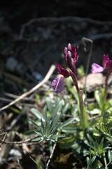 Anacamptis papilionacea