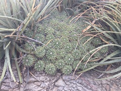 Mammillaria compressa compressa