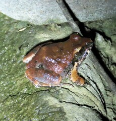 Tomopterna natalensis