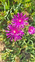 Delosperma cooperi