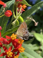 Callophrys gryneus