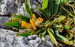 Anthyllis vulneraria alpestris