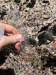 Monardella australis