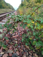 Rubus procerus
