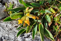 Anthyllis vulneraria alpestris