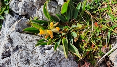 Anthyllis vulneraria alpestris