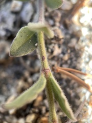 Monardella australis