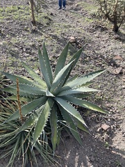 Agave xylonacantha