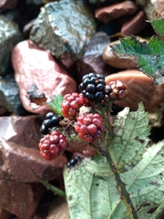 Rubus procerus