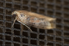 Sciota rubrisparsella