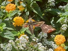 Hyles lineata
